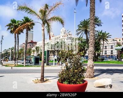 Lange Reihen von Palmen an der Promenade von alicante Stockfoto