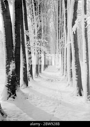 Die Baumallee bei High Elms in Kent ist schneebedeckt. 1939 Stockfoto