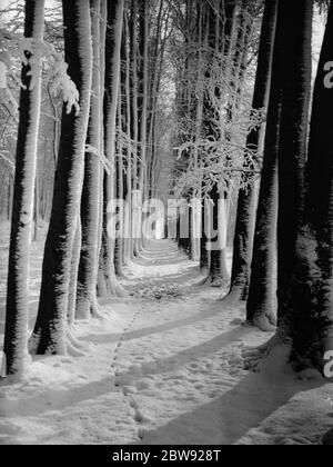 Die Baumallee bei High Elms in Kent ist schneebedeckt. 1939 Stockfoto