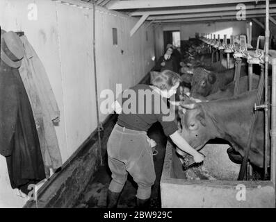 Land Mädchen arbeiten in der Kuhstall. Sie arbeiten in der Landwirtschaft und ersetzen die Männer, die zum Militär aufgerufen wurden. 1939 Stockfoto