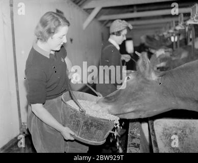 Land Mädchen arbeiten in der Kuhstall. Sie arbeiten in der Landwirtschaft und ersetzen die Männer, die zum Militär aufgerufen wurden. 1939 Stockfoto