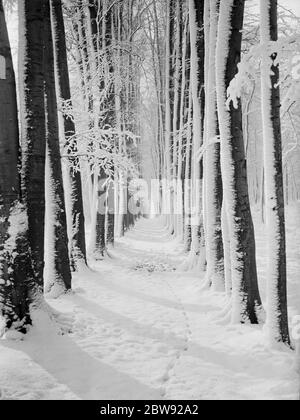 Die Baumallee bei High Elms in Kent ist schneebedeckt. 1939 Stockfoto