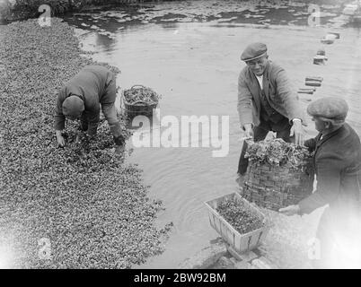 Brunnenkresse wächst in Darenth, Kent. 1939 . Stockfoto