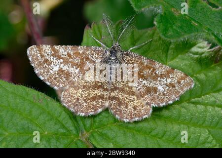 Gewöhnliche Heide - Ematurga atomaria männliche Motte auf Blatt Stockfoto