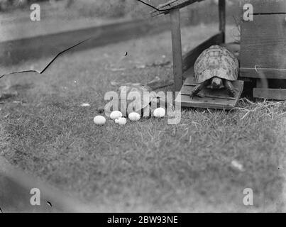 Ein Paar Schildkröten mit ihren Eiern auf dem Rasen. 1939 Stockfoto