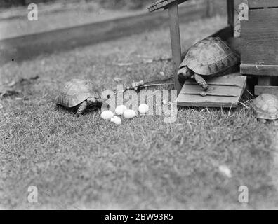 Ein Paar Schildkröten mit ihren Eiern auf dem Rasen. 1939 Stockfoto