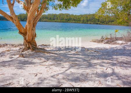 Fraser Island Lake McKenzie türkisfarbenes Wasser umgeben von Busch mit Eukalyptusbäumen am Ufer. Stockfoto