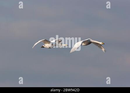 Singschwan, Cygnus cygnus, Erwachsene im Flug. Aufgenommen Im Januar. Welney, Norfolk, Großbritannien Stockfoto