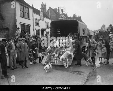 Jagdszenen in Bletchingley, Surrey. Die Hunde werden aus dem Trailer rausgelassen. 1936 Stockfoto