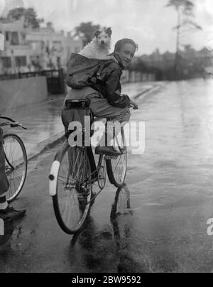 Ein Junge, der mit seinem Hund auf dem Rücken im Rucksack Fahrrad fährt. 1936 Stockfoto