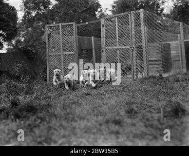 Welpen laufen aus ihrem Käfig im South Darenth Zwinger in Kent. 1935 Stockfoto