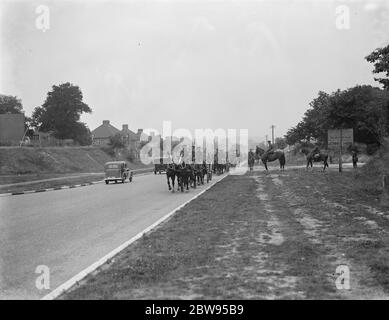 Armee-Manöver in Orpingon, Kent. Pferde zeichnen Artillerie Stücke . 1936 Stockfoto