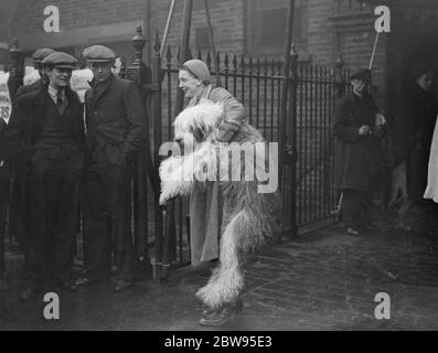 Ankunft für Cruft 's Dog Show , die größte in Thenworld . Cruft 's Dog Show, die größte der Welt, an der mehr als 3400 Einträge konkurrieren, und an denen alle Rassen von Hunden gezeigt werden, eröffnet in der Agricultural Hall, Islington, London. Miss B James Ankunft mit einem alten englischen Schäferhund, bei der Show. Februar 1933 Stockfoto