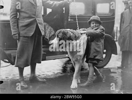 Cruft 's Dog Show, die größte der Welt. Cruft 's Dog Show, die größte der Welt, bei der mehr als 3400 Einträge aller Arten von Hunden gezeigt werden, eröffnet in der Agricultural Hall, Islington, London. Little Peter Winslow Ankunft mit seinem riesigen St. Bernard, St. Anthony. Februar 1933 Stockfoto