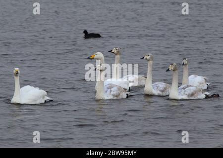 Singschwan, Cygnus cygnus, ein Paar Erwachsene, die mit fünf Jugendlichen schwimmen. Aufgenommen Im Dezember. Welney, Norfolk, Großbritannien Stockfoto