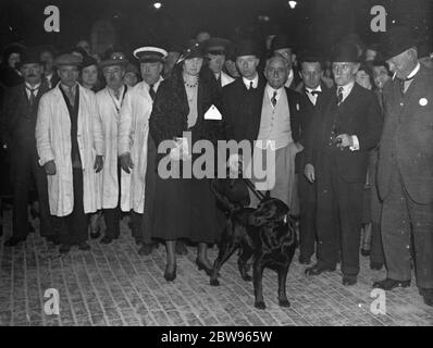 Champion der crufts im Besitz von Gräfin Howe . Bramshaw Bob, im Besitz von Lorna Gräfin Howe wurde zum Champion der Crufts Hundeausstellung, der größten Hundeausstellung in England erklärt. Er ist ein labrador Retriever. Lorna Gräfin Howe mit ihrem labrador dor Bramshaw Bob, Champion der Crufts Show, im Ring. 11 Februar 1932 Stockfoto