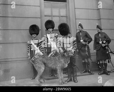 St. Patricks Day von Irish Guards in London gefeiert. Die übliche Feier des St. Patricks Day fand in der Irish Guards Hauptquartier in Wellington Barracks, London, als die Irish Guards Büschen von ihrem Oberst, dem Earl of Cavan erhalten. Das Maskottchen Irish Wolfhound des Regiments wird mit Schamrock verziert, bevor es auf Parade geht. 17 März 1932 Stockfoto