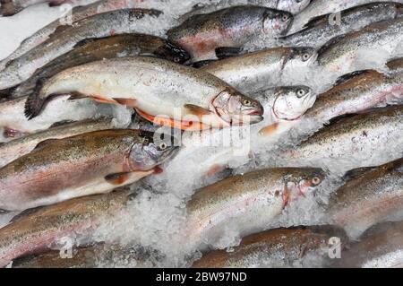 Gekühlte ganze Schlachtkörper von frischem Lachsfisch liegen auf einer Markttheke im Eis Stockfoto