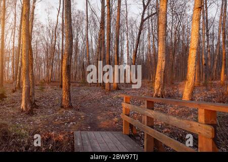 Schöner Herbst- oder Frühlingswald bei Sonnenuntergang, Pfad mit einer Holzbrücke und einem Geländer zwischen Baumstämmen ohne Blätter Stockfoto