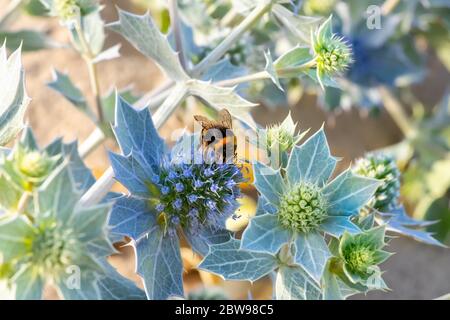 Hummel bestäubt ein Eryngium maritimum, das Meer Stechpalme oder Meer Eryngo. Die Pflanze hat ein sehr starkes und tiefes Wurzelsystem, das es erlaubt, i zu leben Stockfoto