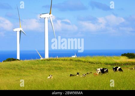 Windpark kombiniert mit Milchviehbetrieb auf der Big Island von Hawaii. Horizont ist mit blauem Ozean gefüllt. Stockfoto