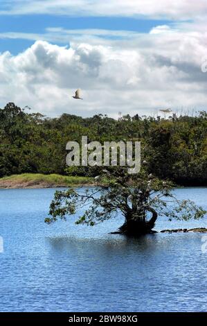 Ein Baum, umgeben von Wasser, ist der gewählte Nistplatz für eine Schar weißer Reiher auf der Big Island von Hawaii. Stockfoto