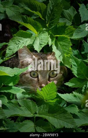 Tabby grau Erwachsene Hauskatze im Gras im Garten sitzen und mit großen Augen suchen Stockfoto