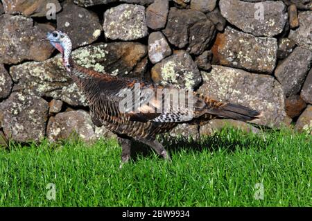 Big Island wilde türkei läuft vorsichtig um eine Steinmauer. Lebhaft grünes Gras bedeckt den Boden. Stockfoto