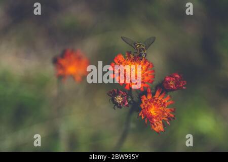 Schöne Biene auf einer rot-orangen Bergblume auf einem verschwommenen Hintergrund Stockfoto