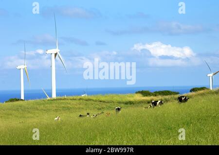 Linie von Milchrindern erklimmen Sie einen leuchtend grünen Hügel auf der Big Island von Hawaii. Windturbinen drehen sich langsam in den Passatwinden und nutzen Energie für das fa Stockfoto