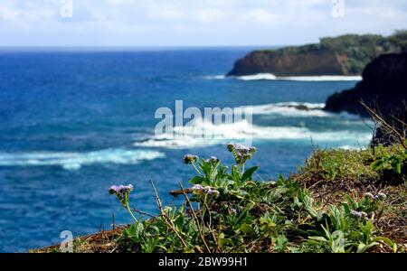 Wildblumen blühen entlang der Klippen mit Blick auf den Alenuihaha Kanal vor der Big Island von Hawaiis Nordküste. Stockfoto