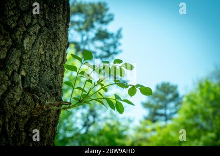 Grünes Blatt auf Baum im Wald, verschwommenes Holz im Hintergrund Stockfoto