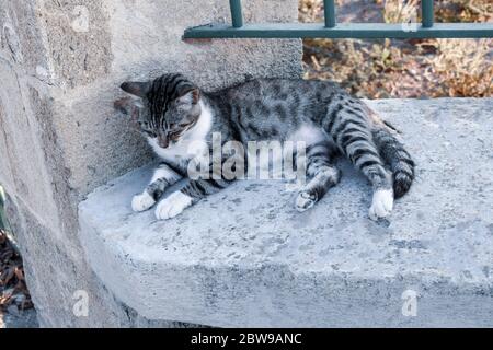 Schöne Katze schläft auf Zaun Stockfoto
