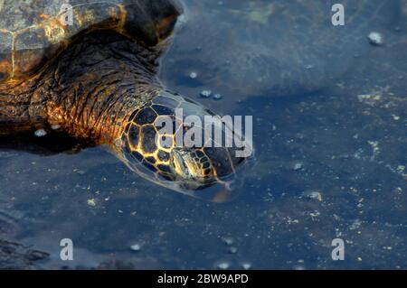 Bedrohte Meeresschildkröten ernähren sich von Algen vor der Küste der Big Island von Hawaii. Seine Augen sind kaum offen, als er nach seinem Abendessen sucht. Stockfoto