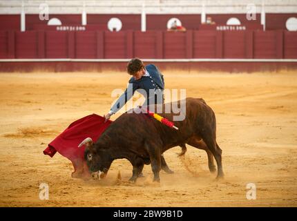 Der spanische Stierkämpfer Fernando Rey tritt mit einem Steer während einer Meisterklasse der Stierkämpfe auf einer leeren Stierkampfarena von La Malagueta auf, während die teilweise Sperrung im Land inmitten der Coronavirus-Krankheit fortgesetzt wird. Der spanische Stierkämpfer Fernando Rey hat einen Meisterkurs mit Studenten der Stierkampfschule ohne Anwesenheit von Zuschauern gegeben, um die Ausbreitung des Coronavirus zu verhindern. Diese Situation zeigt eine leere Stierkampfarena und ist das erste Stierkampf-Ereignis in der Stadt seit dem Beginn des Notstandes. Stockfoto