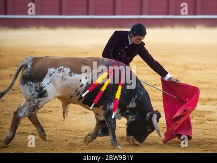 Der peruanische Schüler der Stierkampfschule von Málaga, Julio Alguiar, tritt mit einem Stier während einer Meisterklasse der Stierkämpfe auf einem leeren Stierkampfarena La Malagueta auf, während die teilweise Sperrung im Land inmitten der Coronavirus-Krankheit fortgesetzt wird. Der spanische Stierkämpfer Fernando Rey hat einen Meisterkurs mit Studenten der Stierkampfschule ohne Anwesenheit von Zuschauern gegeben, um die Ausbreitung des Coronavirus zu verhindern. Diese Situation zeigt eine leere Stierkampfarena und ist das erste Stierkampf-Ereignis in der Stadt seit dem Beginn des Notstandes. Stockfoto