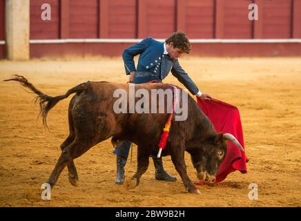 Der spanische Stierkämpfer Fernando Rey tritt mit einem Steer während einer Meisterklasse der Stierkämpfe auf einer leeren Stierkampfarena von La Malagueta auf, während die teilweise Sperrung im Land inmitten der Coronavirus-Krankheit fortgesetzt wird. Der spanische Stierkämpfer Fernando Rey hat einen Meisterkurs mit Studenten der Stierkampfschule ohne Anwesenheit von Zuschauern gegeben, um die Ausbreitung des Coronavirus zu verhindern. Diese Situation zeigt eine leere Stierkampfarena und ist das erste Stierkampf-Ereignis in der Stadt seit dem Beginn des Notstandes. Stockfoto