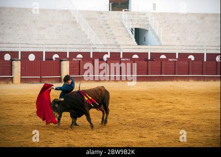 Der spanische Stierkämpfer Fernando Rey tritt mit einem Steer während einer Meisterklasse der Stierkämpfe auf einer leeren Stierkampfarena von La Malagueta auf, während die teilweise Sperrung im Land inmitten der Coronavirus-Krankheit fortgesetzt wird. Der spanische Stierkämpfer Fernando Rey hat einen Meisterkurs mit Studenten der Stierkampfschule ohne Anwesenheit von Zuschauern gegeben, um die Ausbreitung des Coronavirus zu verhindern. Diese Situation zeigt eine leere Stierkampfarena und ist das erste Stierkampf-Ereignis in der Stadt seit dem Beginn des Notstandes. Stockfoto