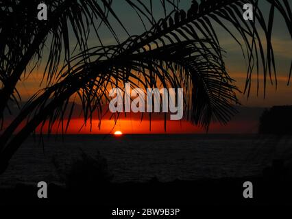 Die Sonne späht über den Horizont und färbt die Wolken beim Aufsteigen rot und rosa. Die Silhouette der Palmwedel hängt an der letzten Dunkelheit auf Laupahoehoe Stockfoto