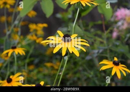 Gelbe Blume in Feldern mit Blättern Stockfoto
