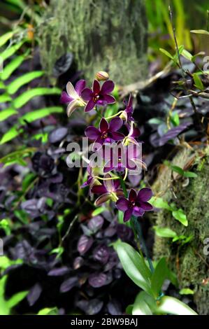 Der wunderschöne Hawaii National Tropical Botanical Garden bietet so viele verschiedene Arten exotischer und tropischer Blumen. Dieses Spray der Orchideen ist purpur Stockfoto