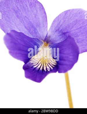 Makrofoto der Wilden Veilchenblüte (Viola sororia) Stockfoto