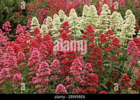 Centranthus ruber, Rote Baldrian, weiß, rosa, rote Sorten Stockfoto