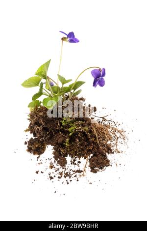 Wildes Violett (Viola sororia) auf weißem Hintergrund, zeigt die gesamte Pflanze (Wurzeln, Stängel, Blätter, Blüten) Stockfoto