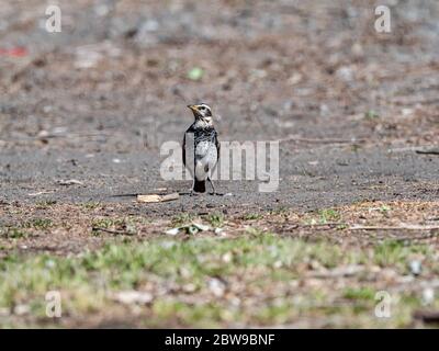 Turdus Eunomus, ein düsterer Nervenkitzel, steht auf einem Wanderpfad in einem Park im Zentrum von Kanagawa, Japan. Stockfoto