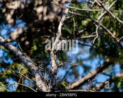 Ein japanischer Pygmäenspecht, Yungipcus kizuki, liegt auf einem kleinen Baumstamm in einem Wald in der Nähe von Yokohama, Japan. Stockfoto