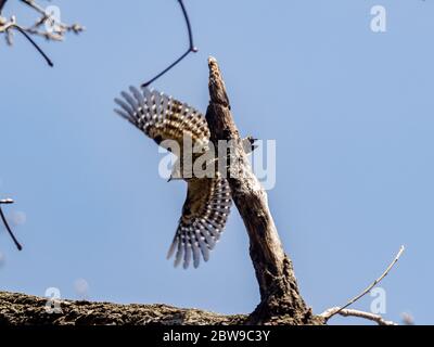 Ein japanischer Pygmäenspecht, Yungipcus kizuki, liegt auf einem kleinen Baumstamm in einem Wald in der Nähe von Yokohama, Japan. Stockfoto