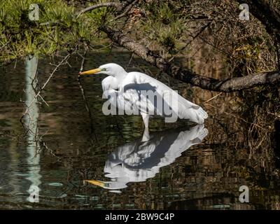 Ein großer Reiher, Ardea alba, waten in einem kleinen Reservoir Teich in einem Park in der Nähe von Yokohama, Kanagawa Präfektur, Japan. Stockfoto