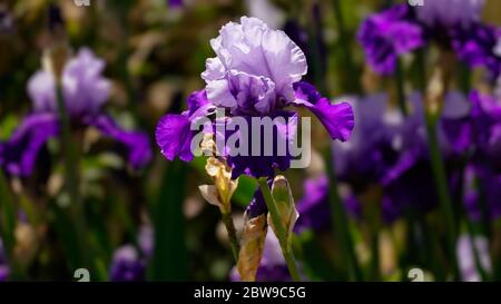 Eine mehrfarbige lila bärtige Iris sticht in einem Feld von blühenden Blütenstielen hervor. Stockfoto