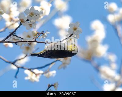 Ein japanisches weißes Auge, auch ein warbling weißes Auge oder Berg weißes Auge, Zosterops japonicus genannt, steht zwischen den weißen Pflaumenblüten des Frühlings Stockfoto